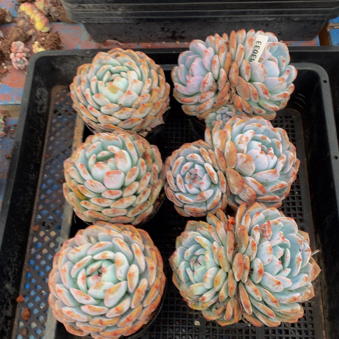 83033六个嗯嗯嗯嗯嗯好喜欢哦