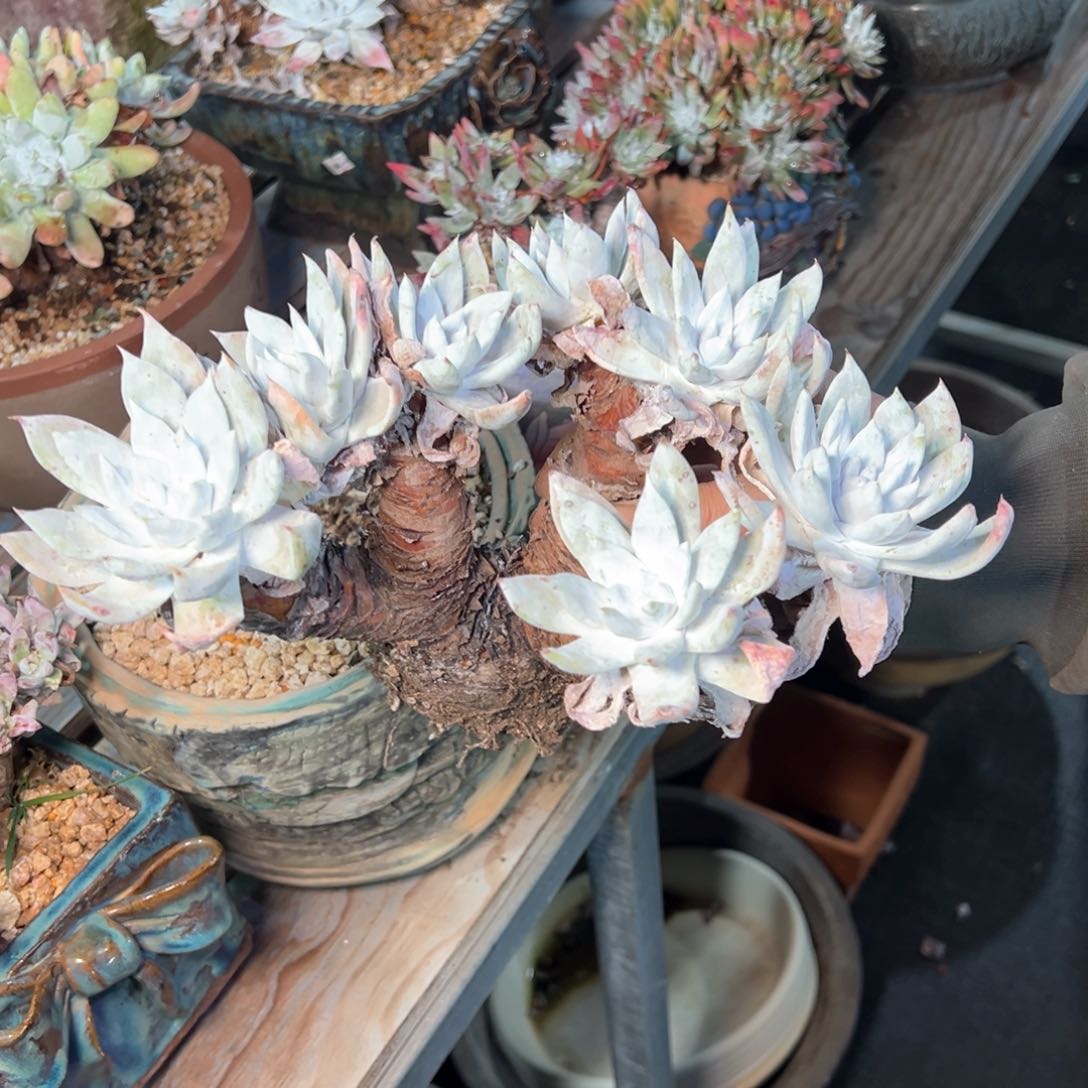 陶*乐5511哈哈哈哈哈哈哈