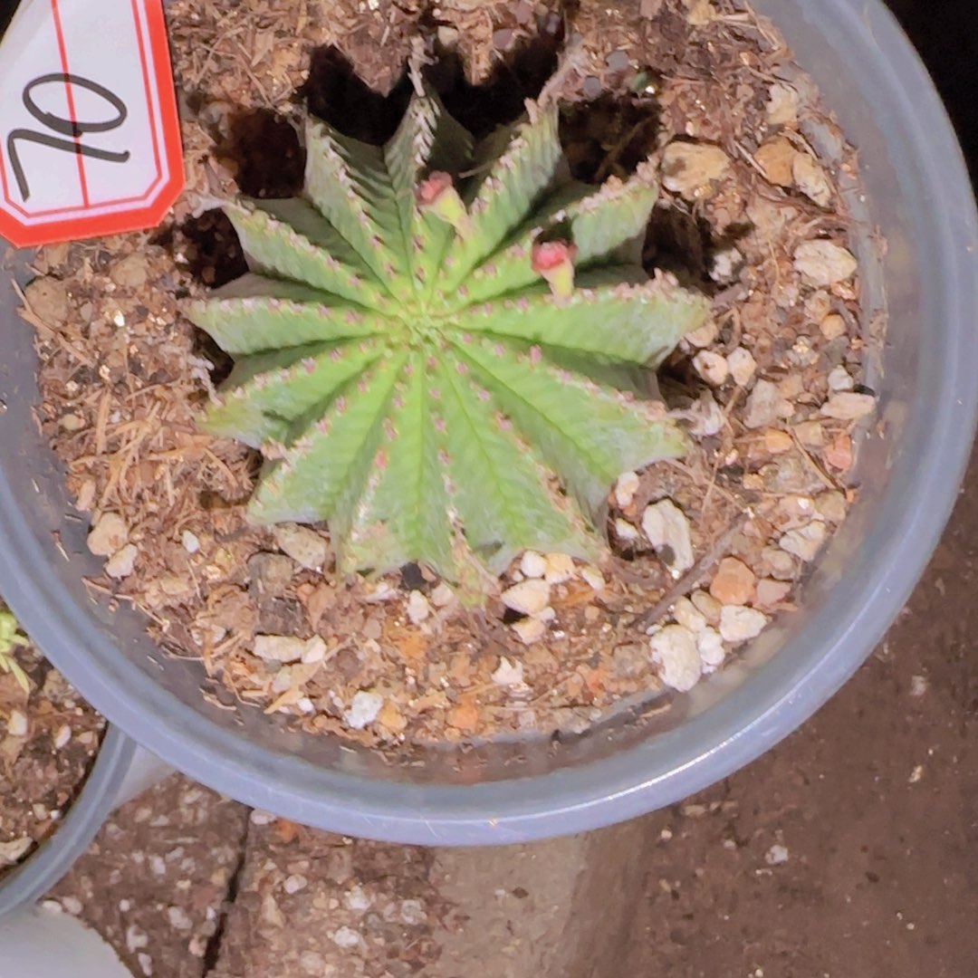 D***g块根植物块根植物