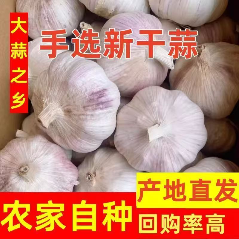 2025新干蒜农家自种大蒜特大大蒜便宜整箱辛辣鲜香可种植炒菜佳选
