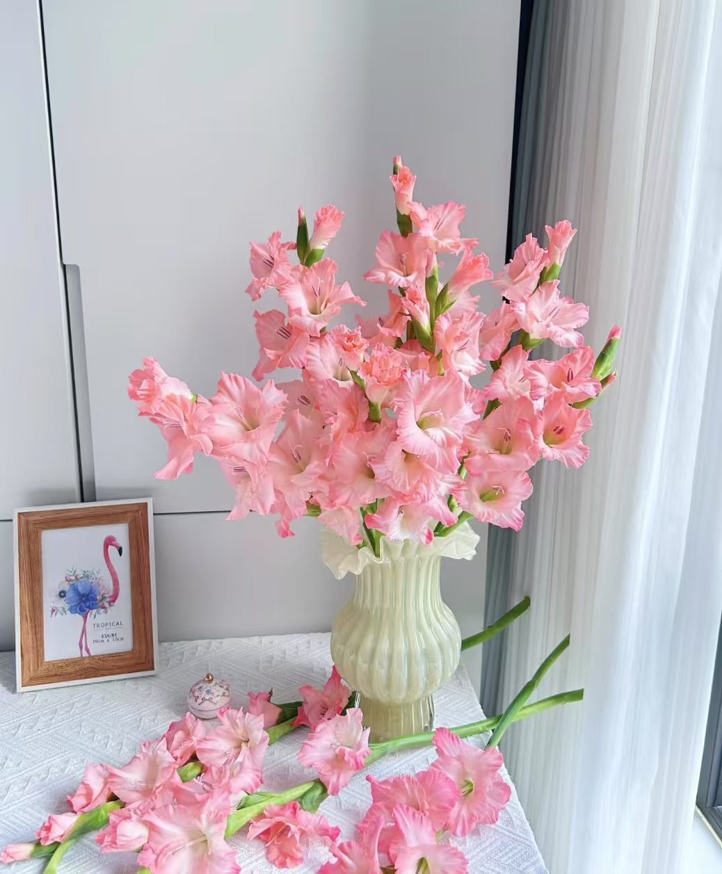 【粉剑兰】唐菖蒲 居家装饰 节日礼品 产地直发 顺丰包邮