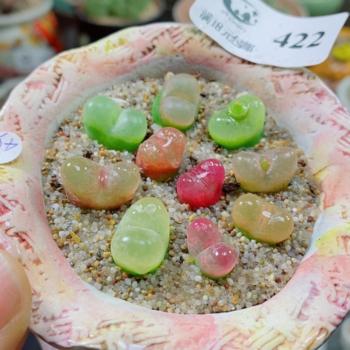 生石花花花花花花花422