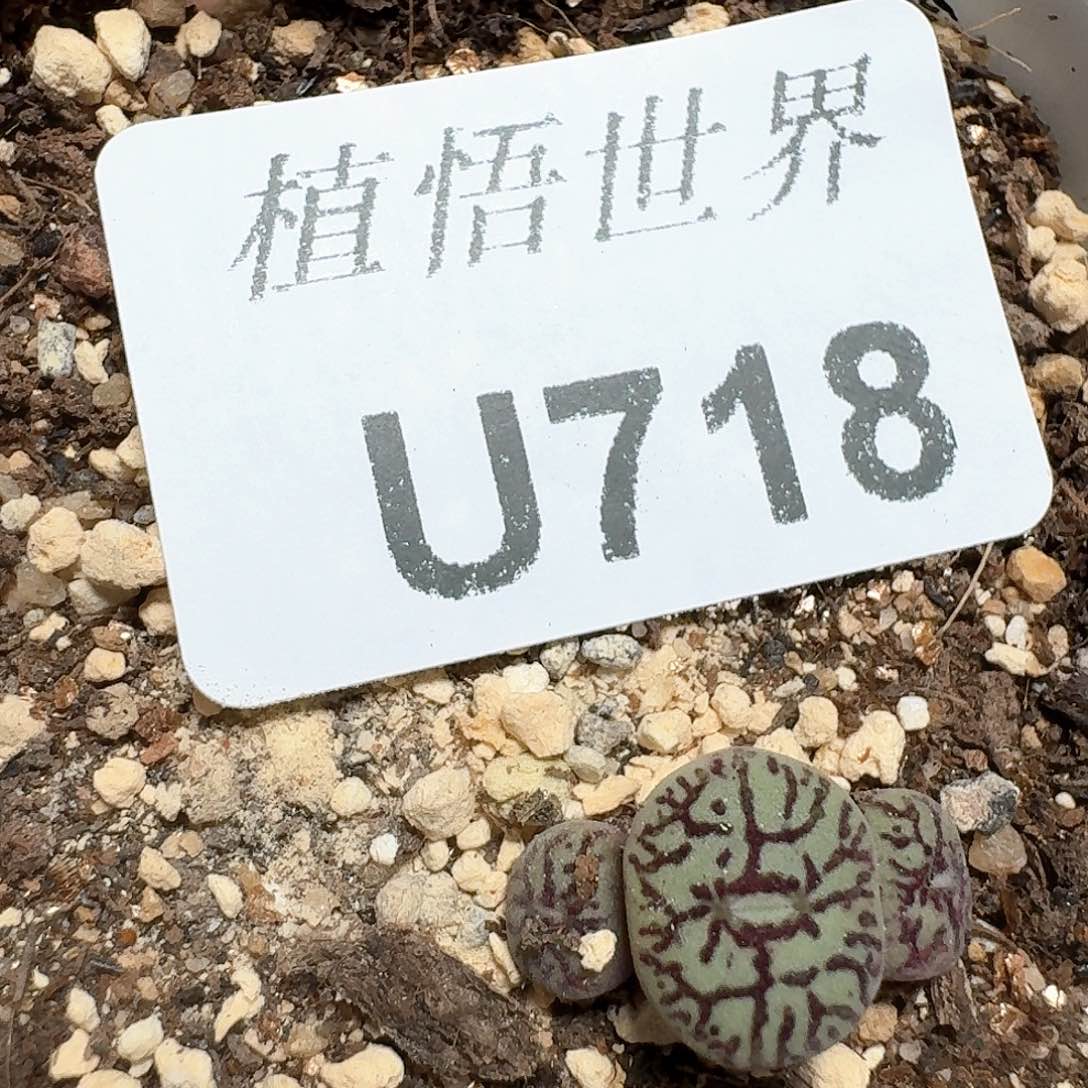 718盒多肉植物哇f v