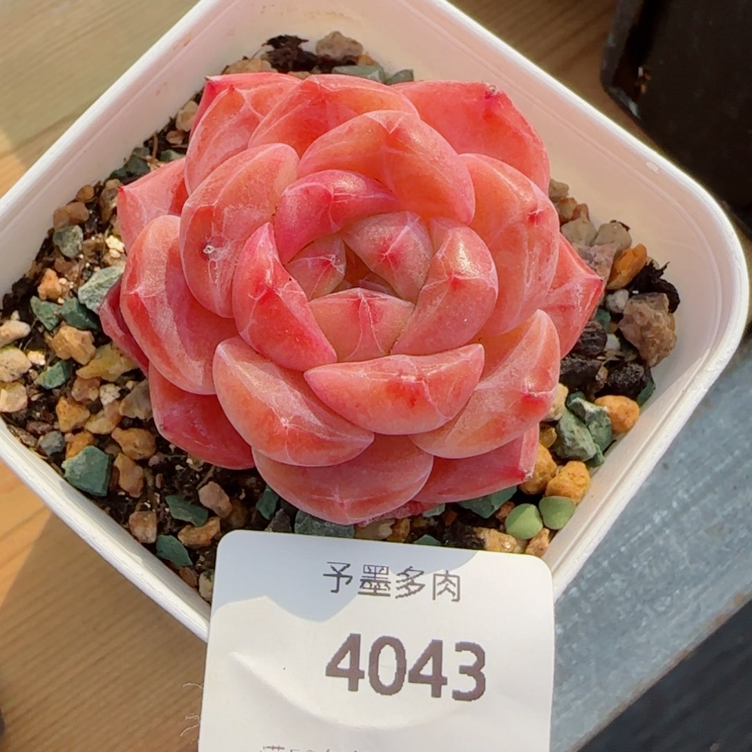 福利，4043多肉植物