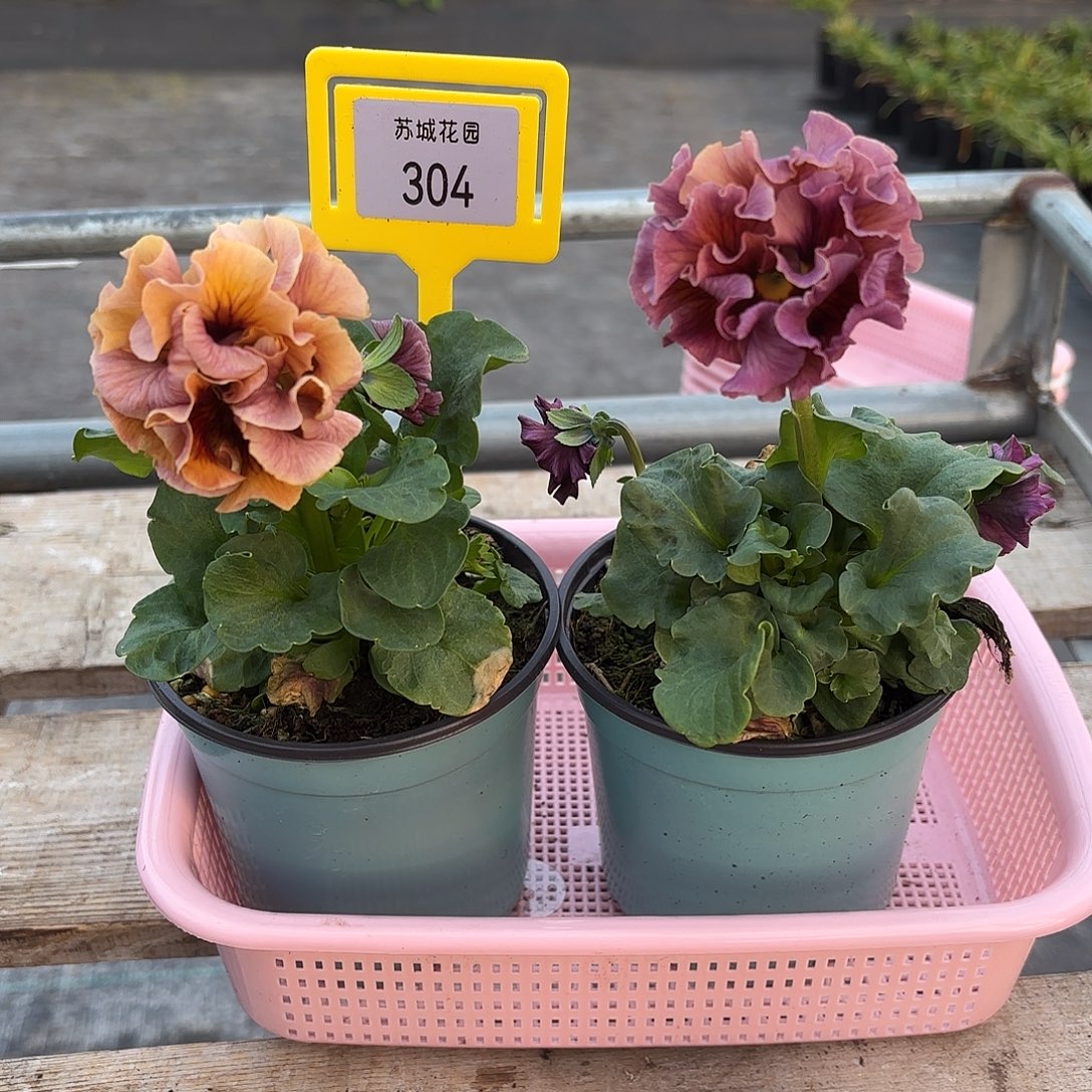 大部分开放少量花苞304