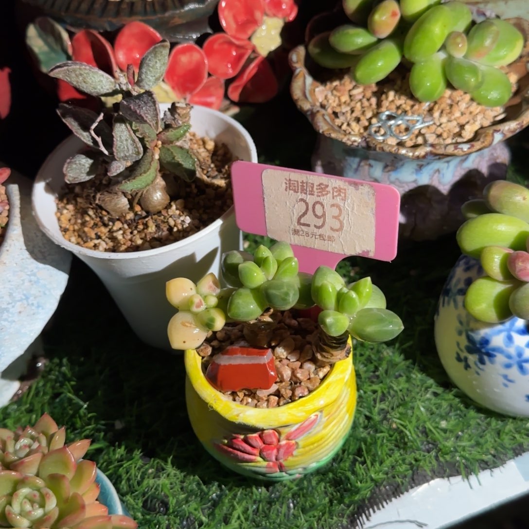 两***丘多肉植物星空美容全身老庄