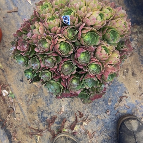 万圣节朵朵多肉植物80多肉