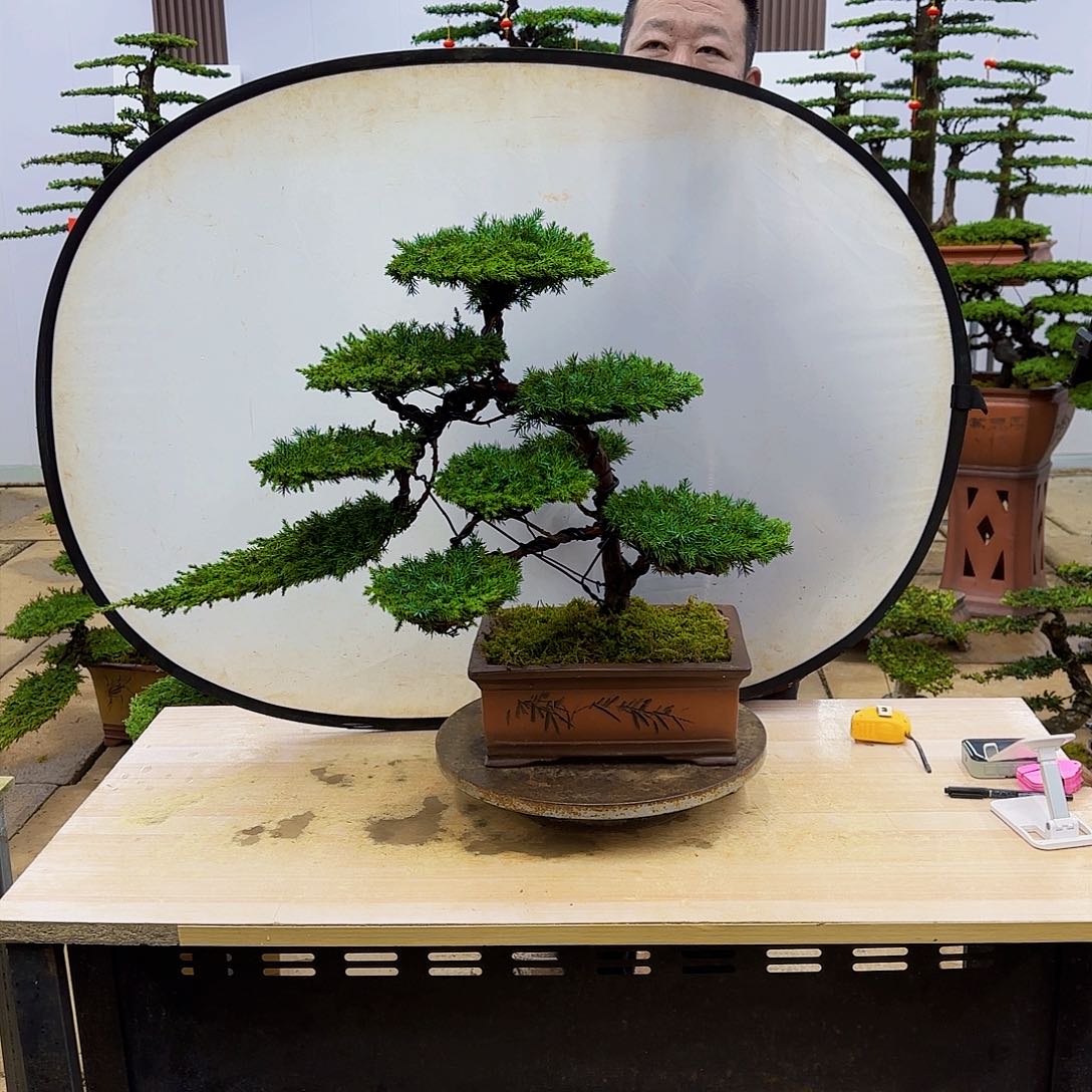 盆景直播间一物一拍