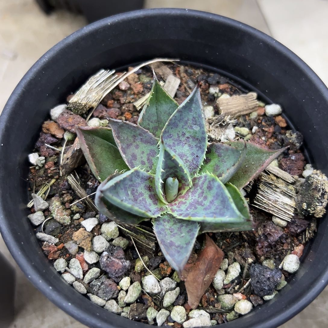 血雷一物一拍偏远不包邮不退不换