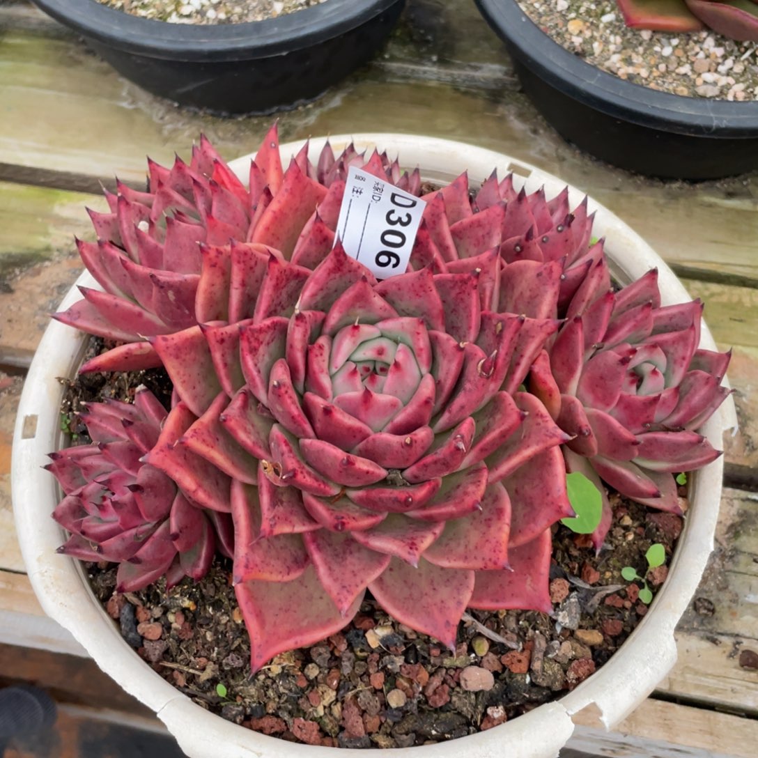 无花朵若如东云单拍D306