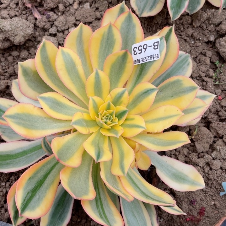 653灿烂有黑斑多肉12345678