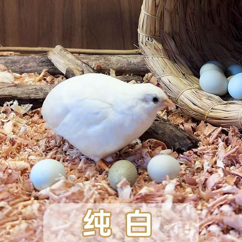 白羽王青年可选颜色公母包邮包路损适合饲养