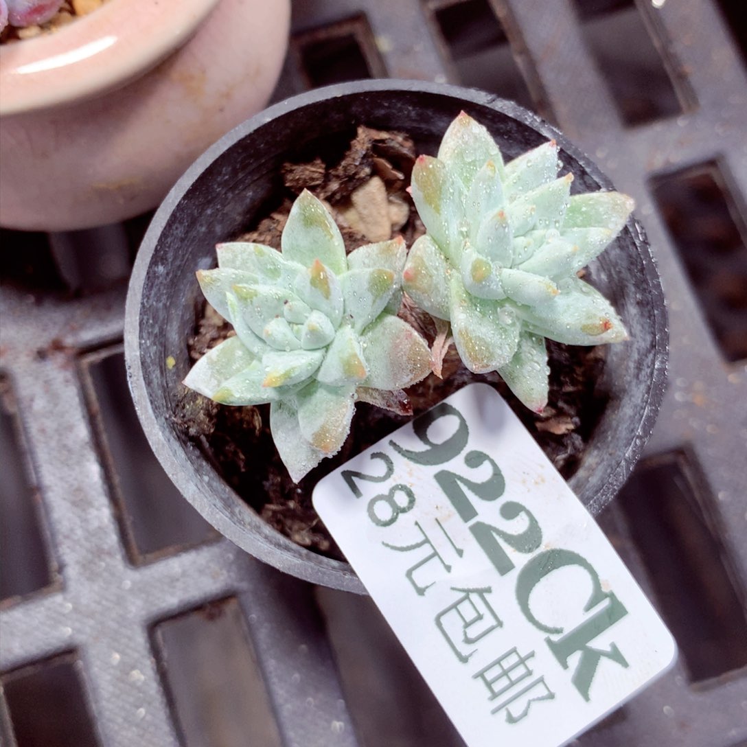 5厘米盆精控多肉922