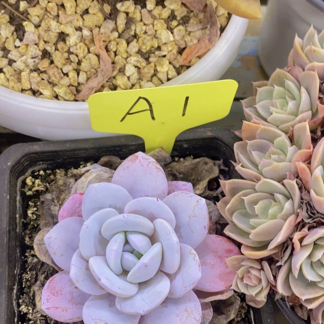 开心多肉，福利专场