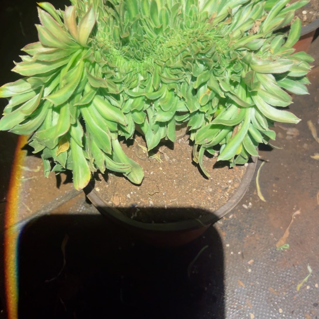 680 号多肉植物法师新年福利