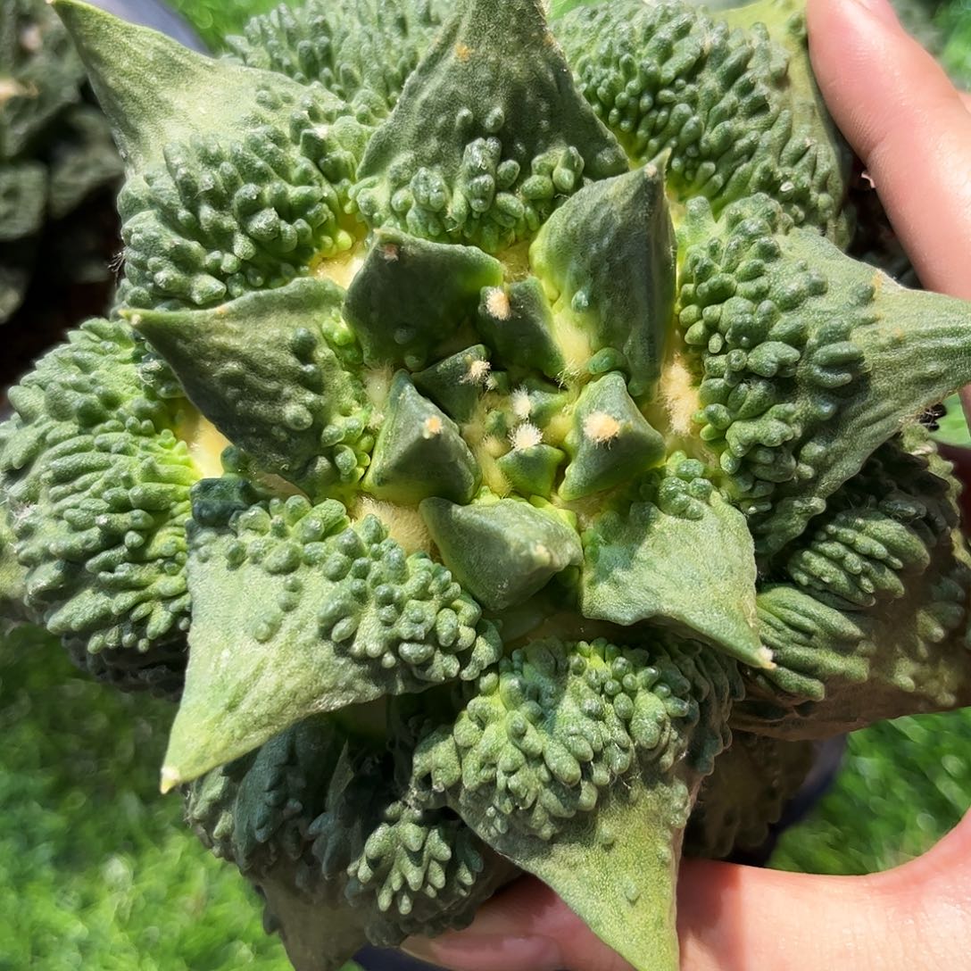 20号14.5cm无根大血怒无敌