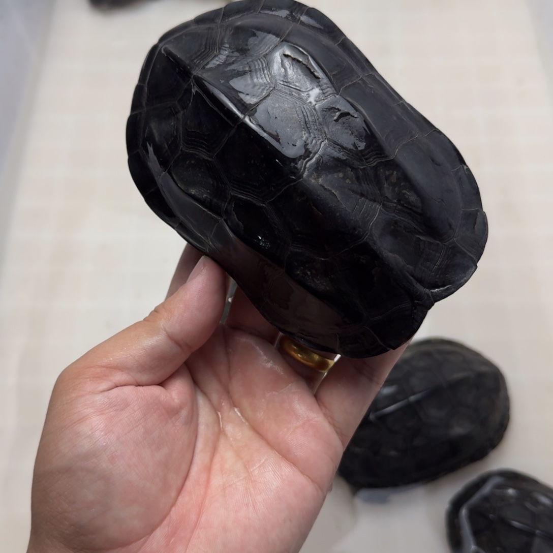 中华草龟公碳墨龟