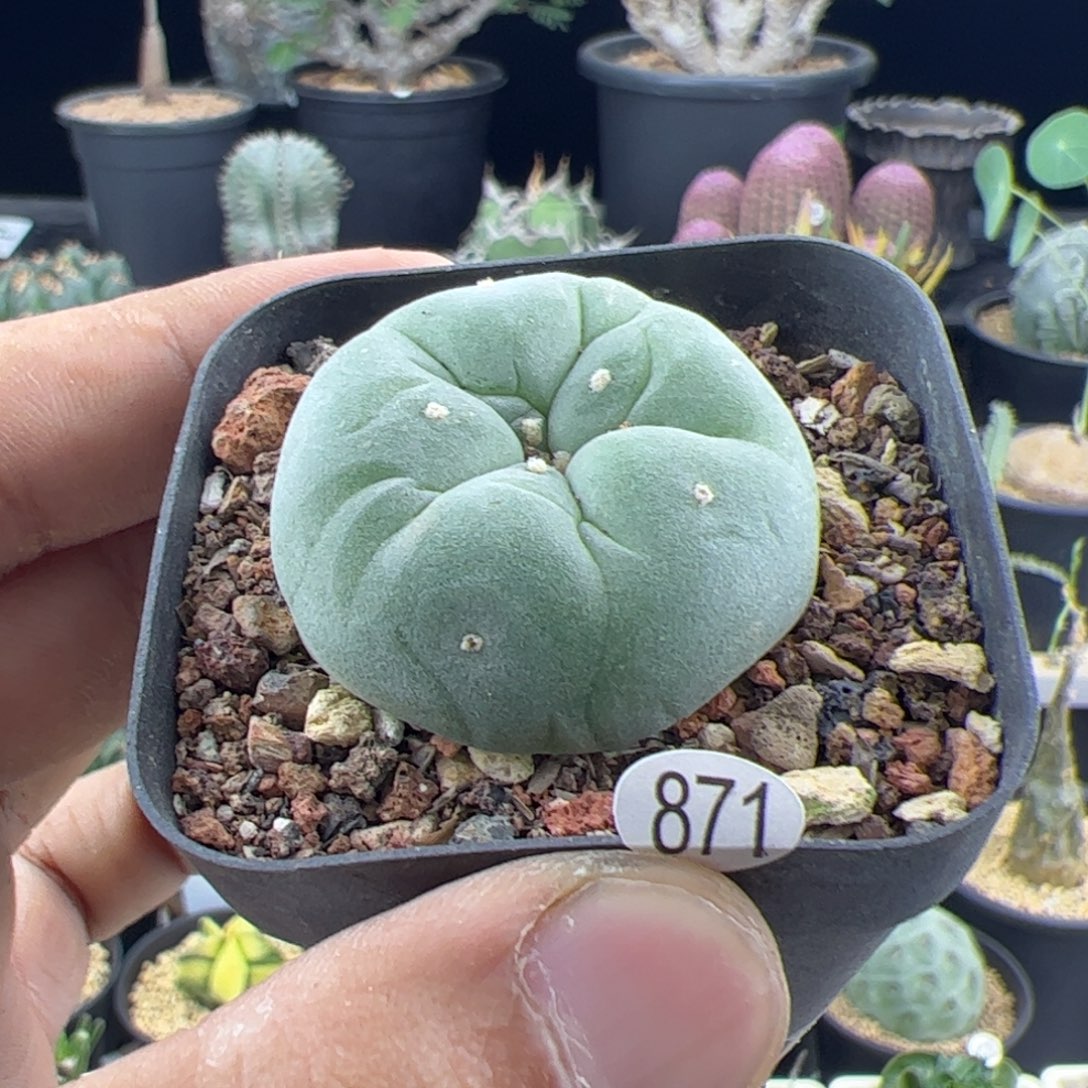 草球实生3.6一物一拍