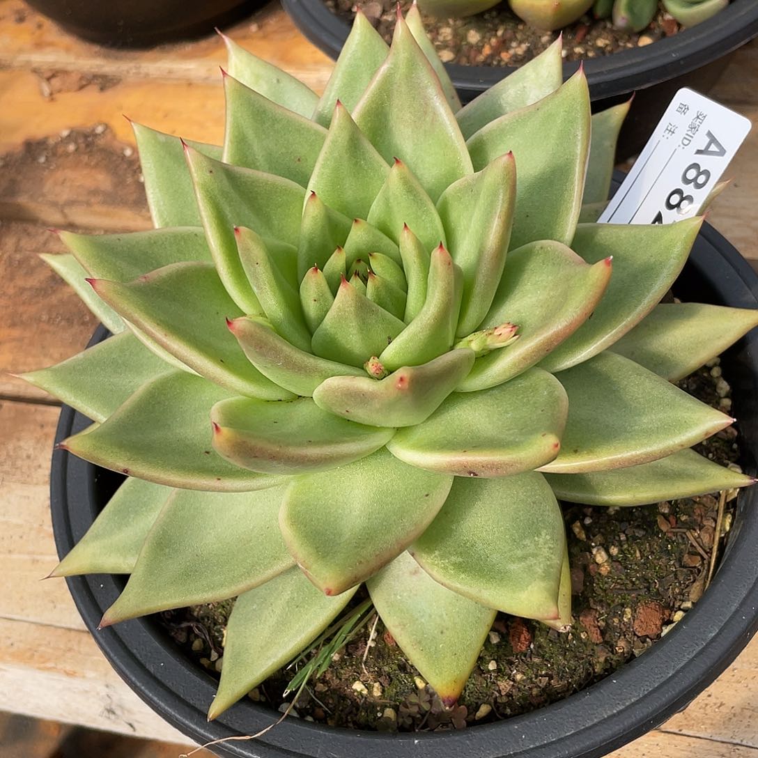 若如东云单拍A882