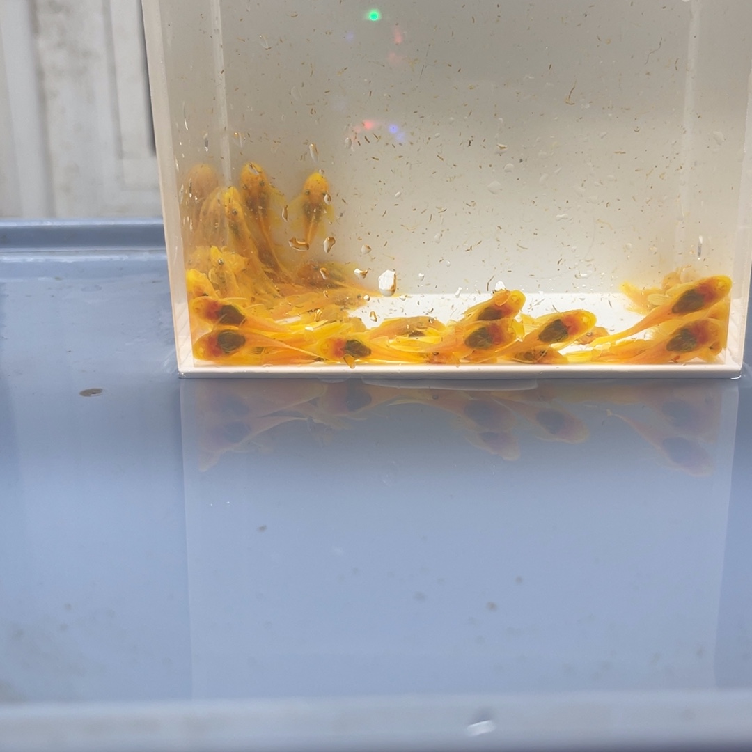 清道夫鱼小胡子50条开箱视频报损