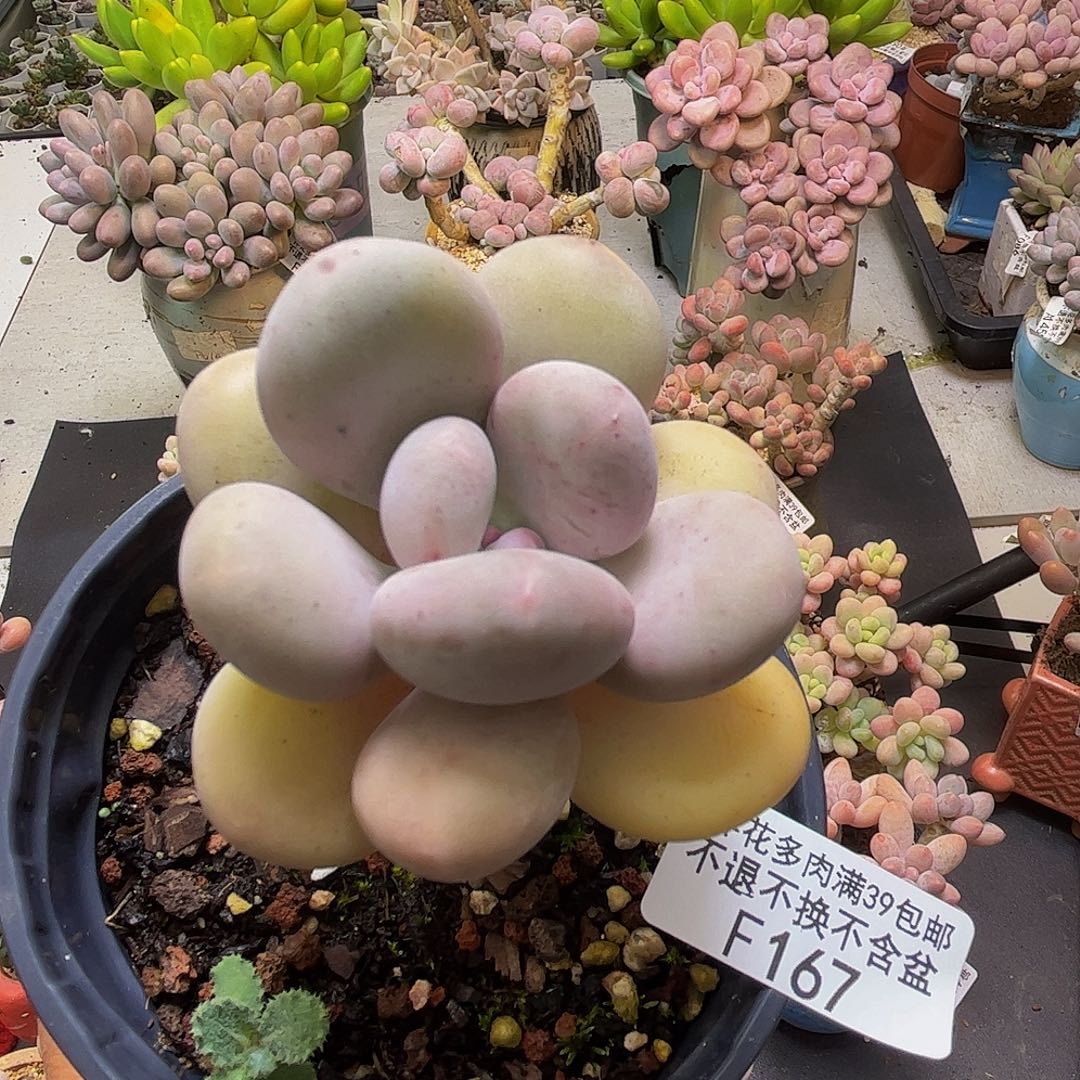 蛋黄奶酪167/6cn多肉