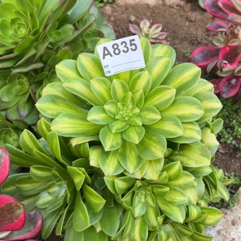 多肉植物翡翠琉璃