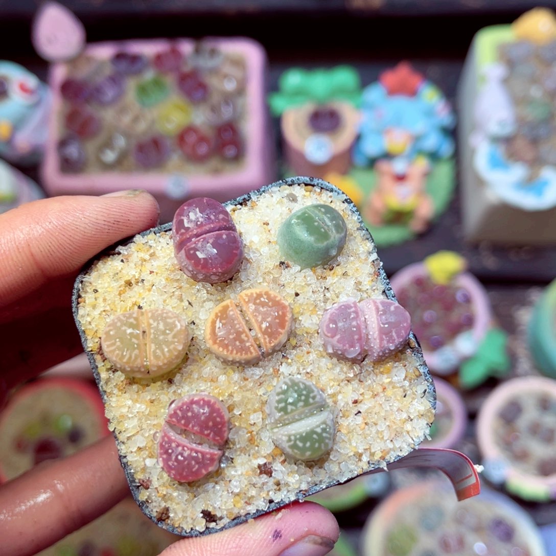 186生石花带盆发1