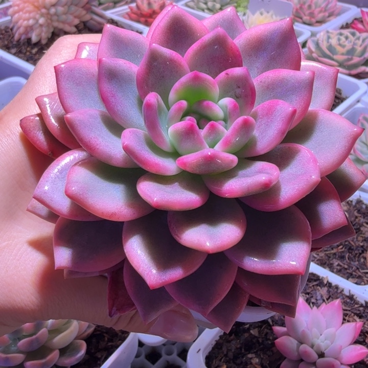 爱丽儿锦多肉植物