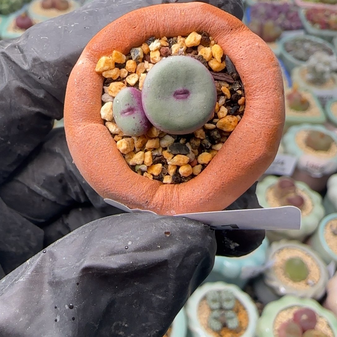 3661--一物一拍 带盆 1380b