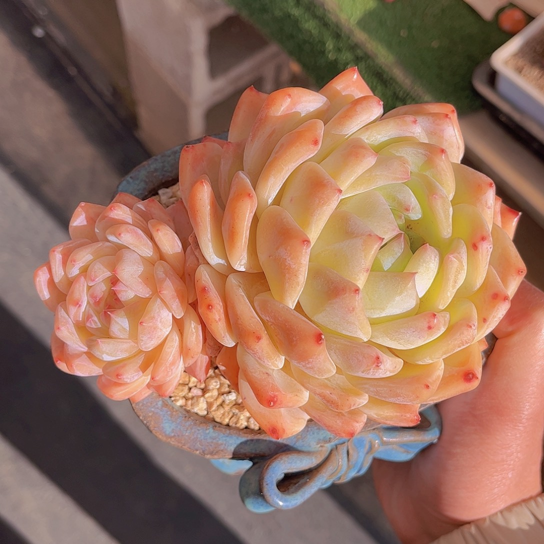 韩版海洋之星多肉