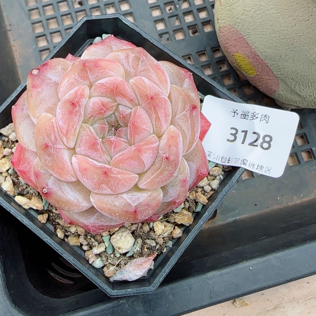 粉琉璃冰魄，3128多肉植物