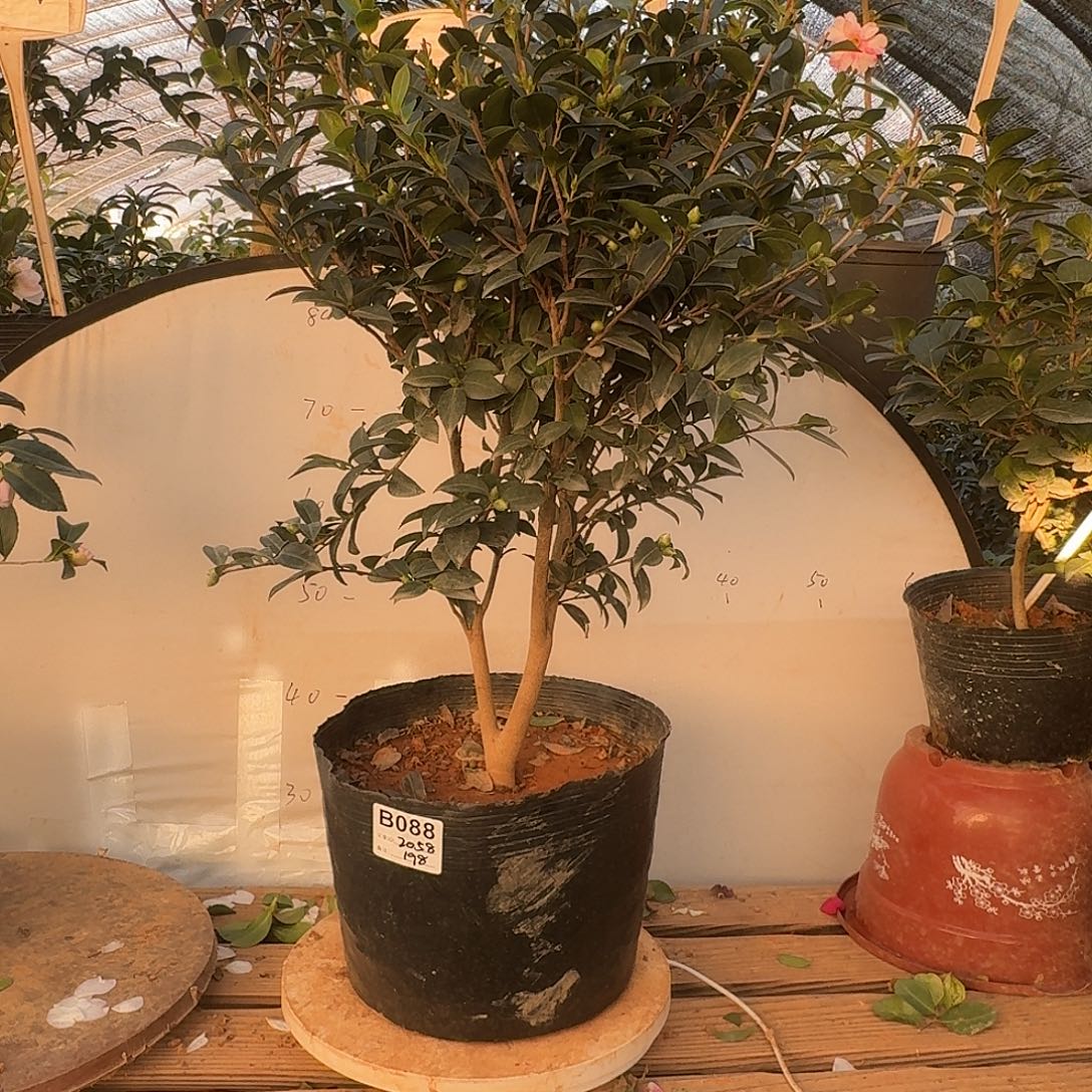 无花朵2058英八198