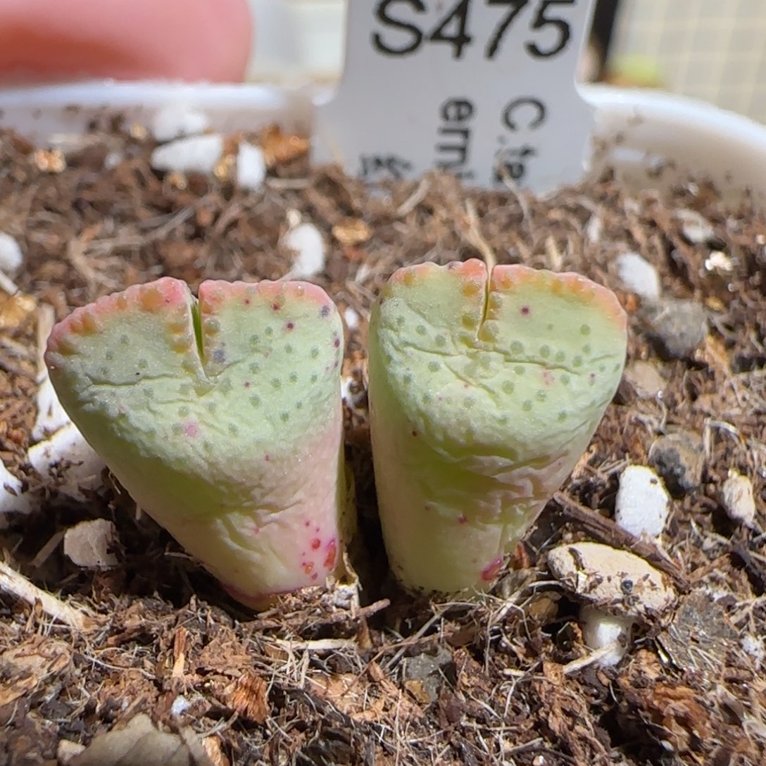 肉锥多肉植物组合-红色泡点扇贝72