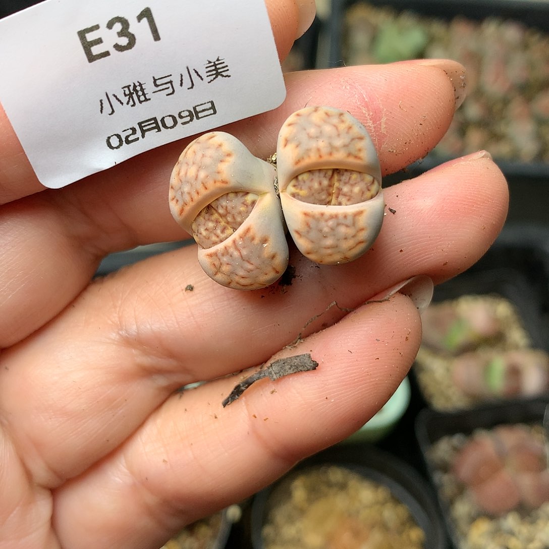 E31多肉植物保护研究所