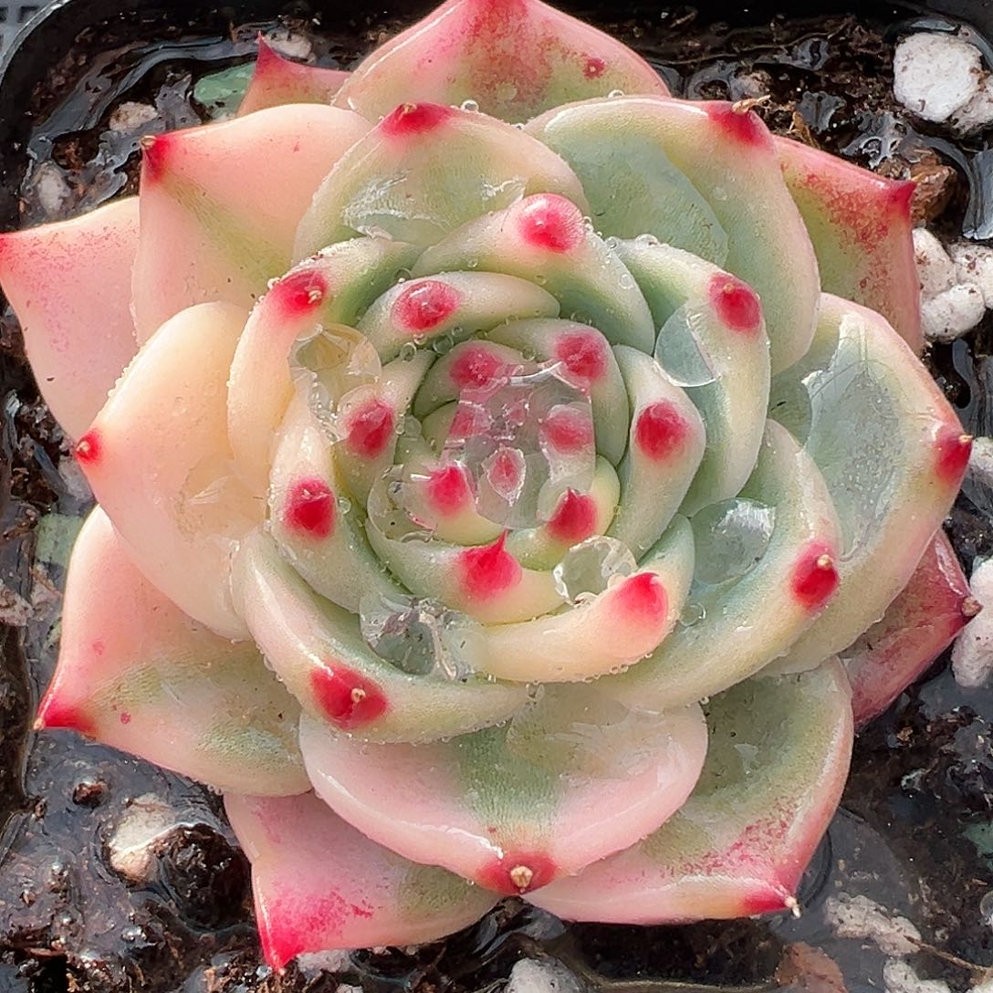 吉娃娃锦，多肉植物