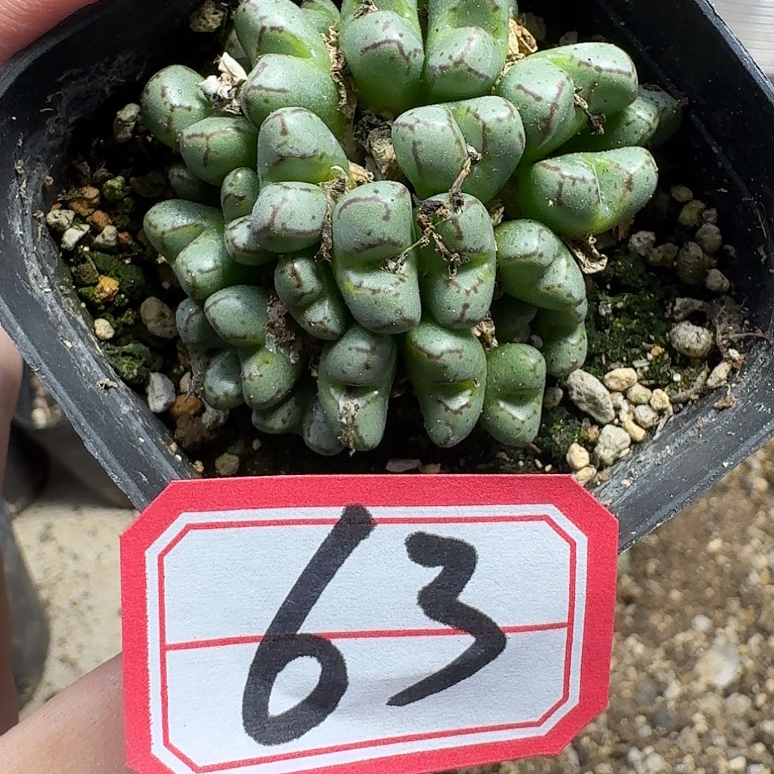 多肉植物的人生fgh