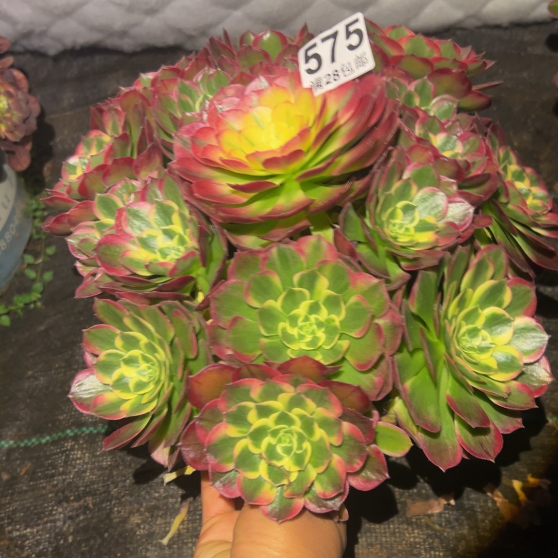 初***遇多肉植物575海王的