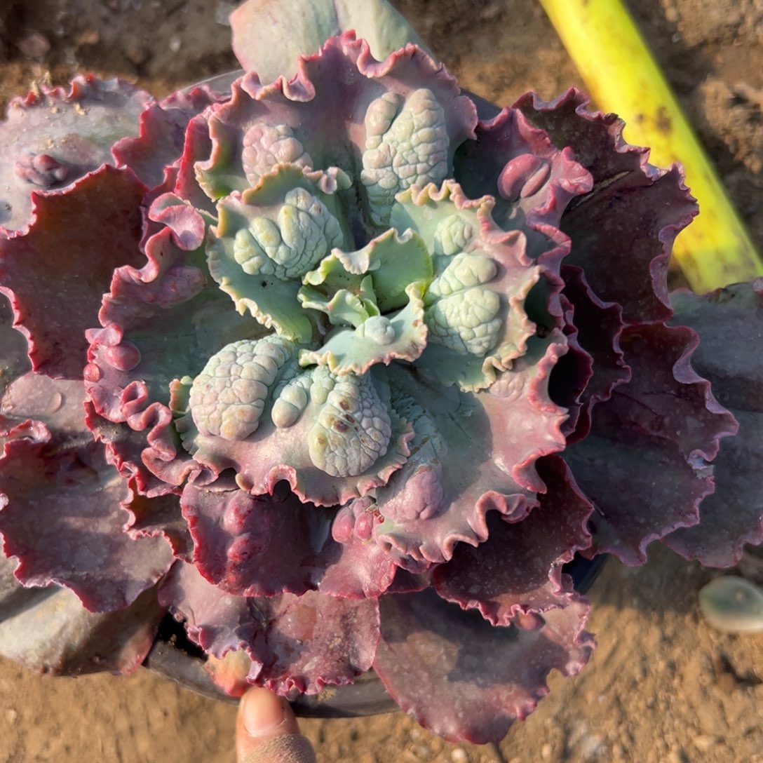 男爵多肉我我多哦我哦