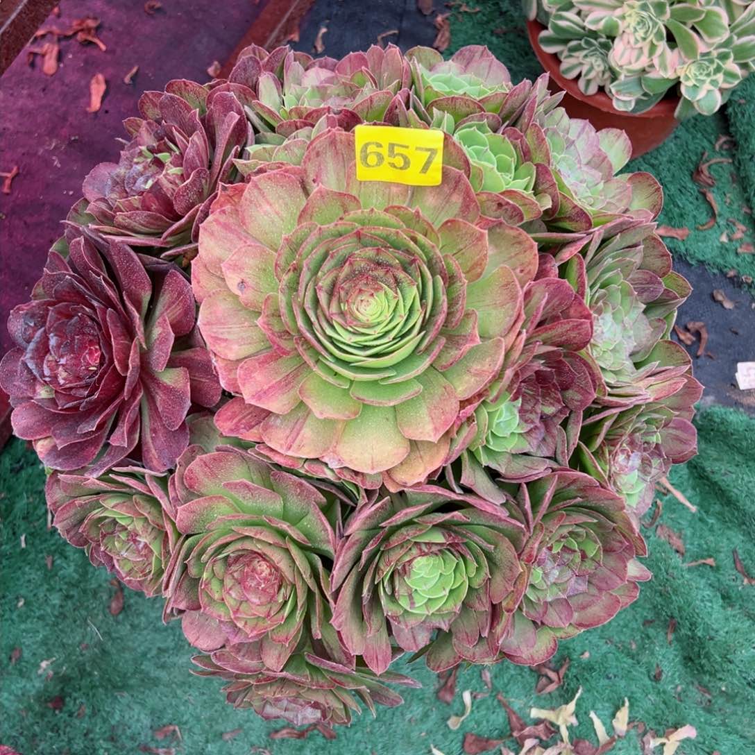 657花月夜法师多肉植物