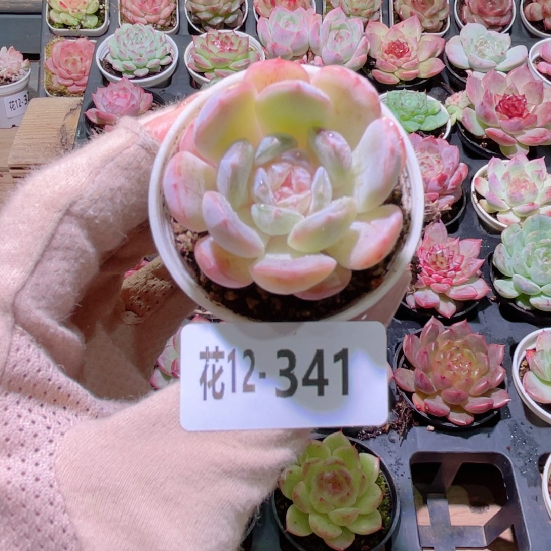 花利美12-341白色恋人