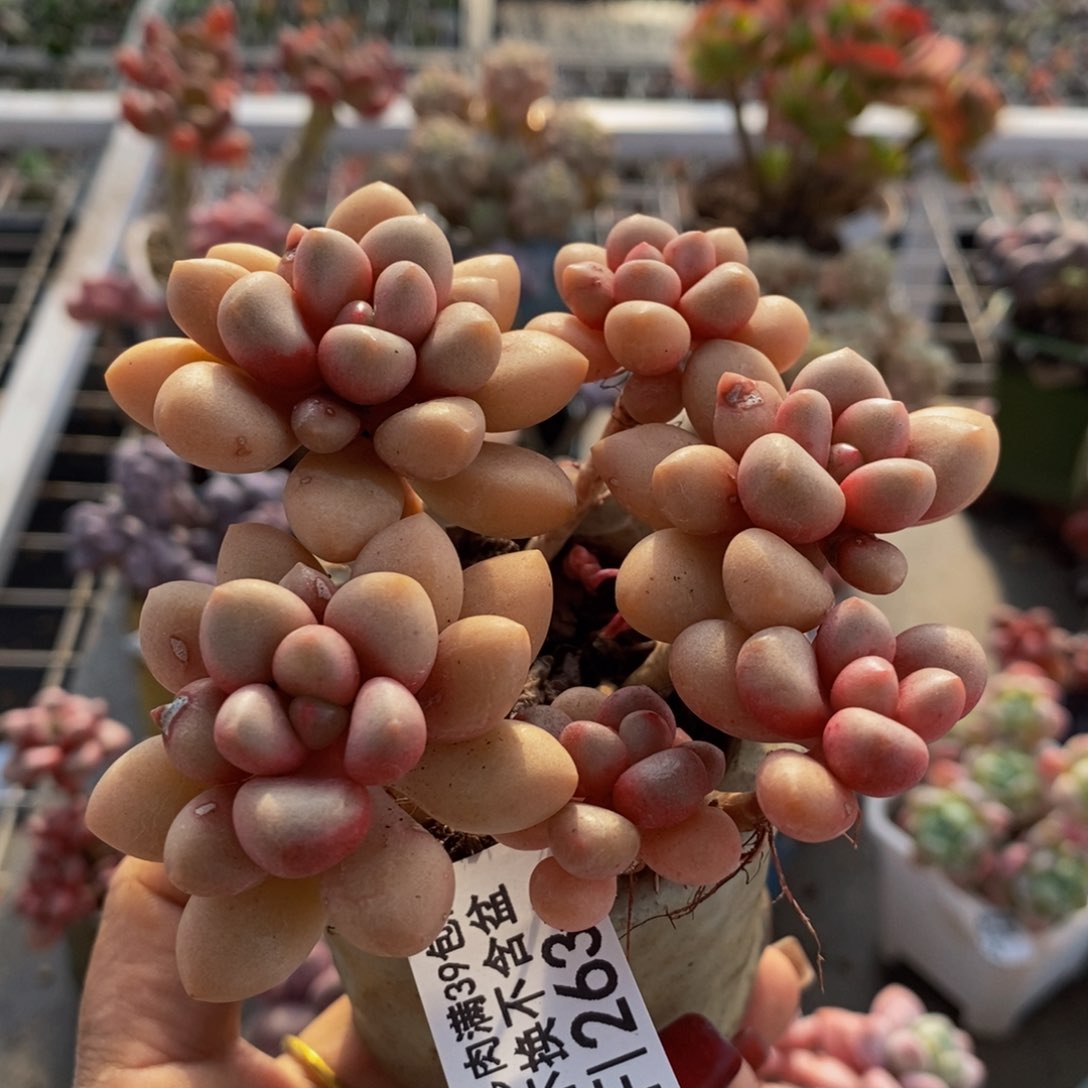 先锋派263/8cm多肉