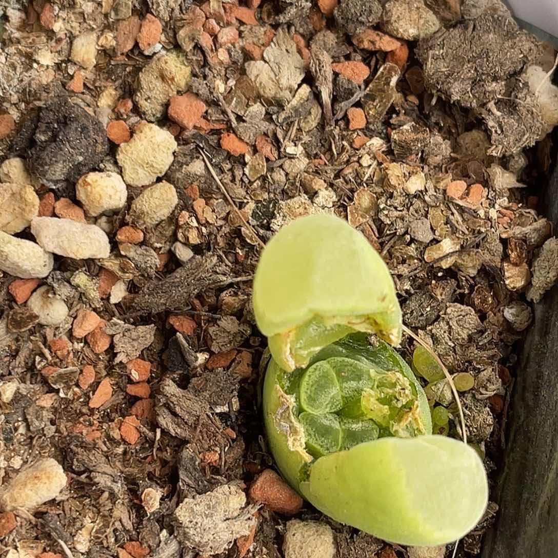 22-120极窗风铃肉锥