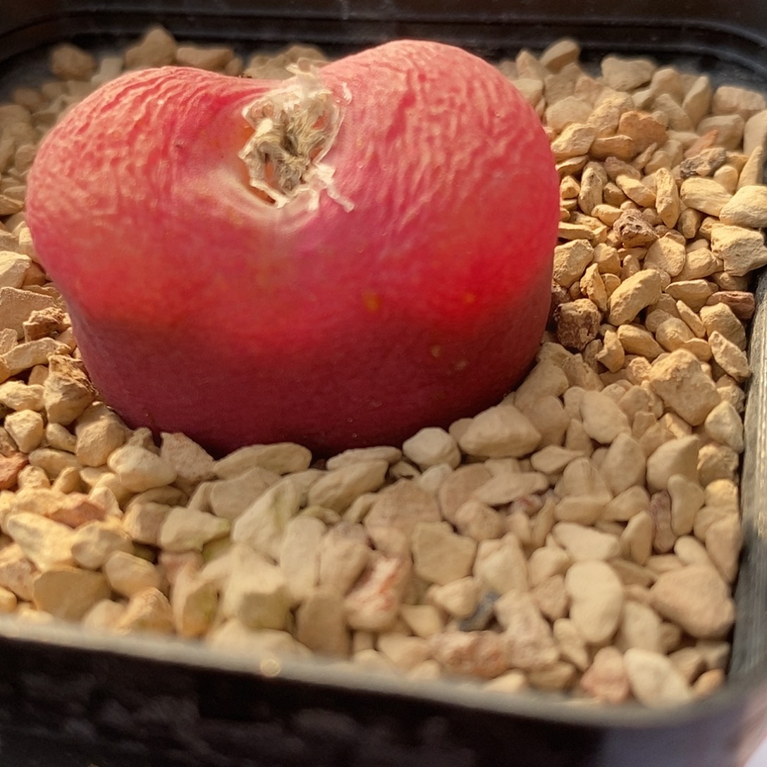 2694一颗母本母本带盆一颗