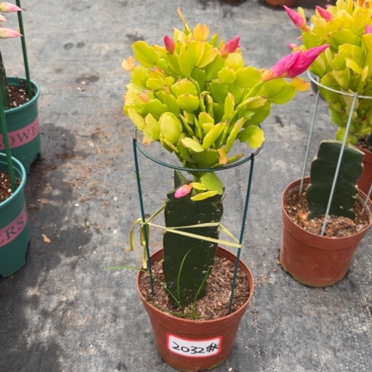 @***）金条蟹爪兰尾号2032