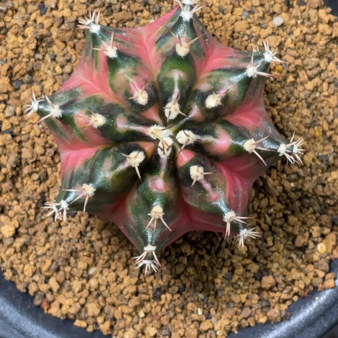 当前无花朵，栽培后可花朵