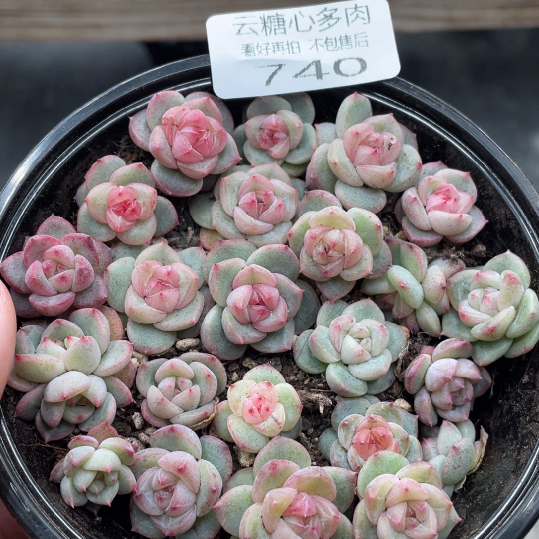 云糖心多肉植物740