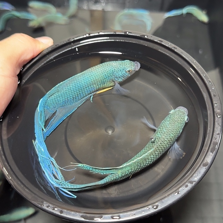 斗鱼直播间对图无纹蓝34