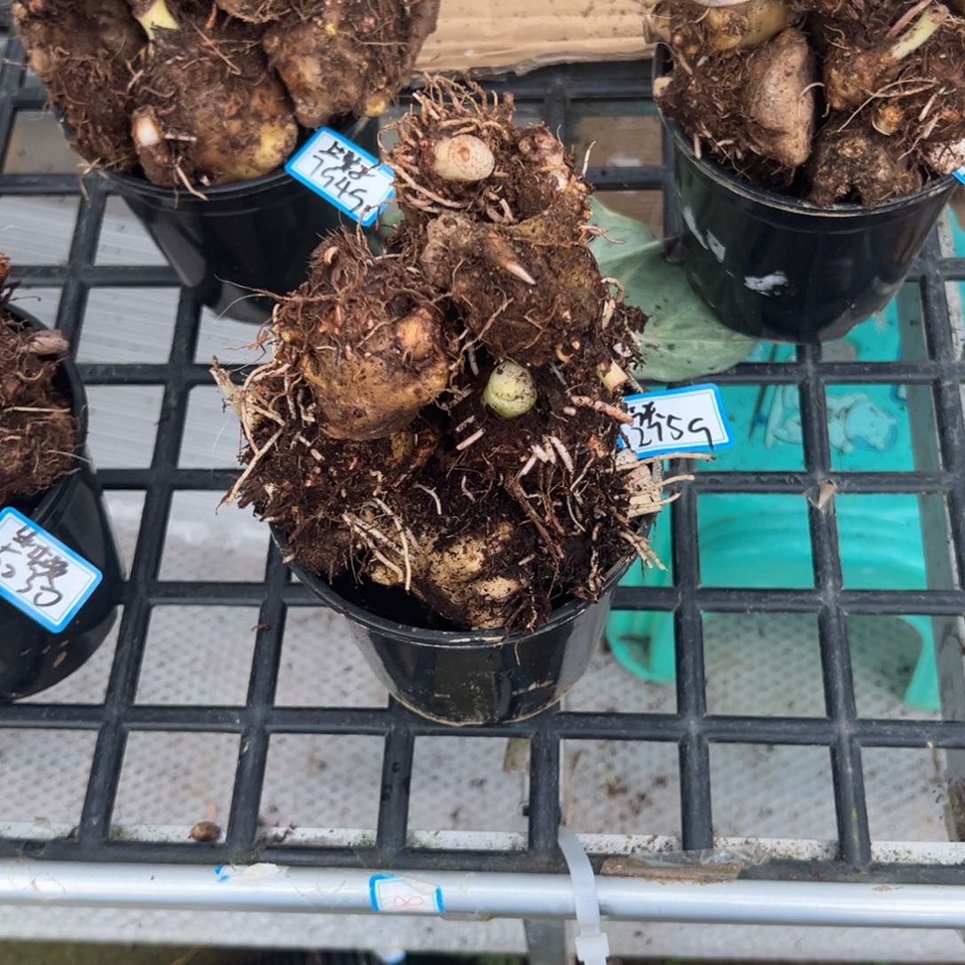 完全开放今****咪06盲盒种球