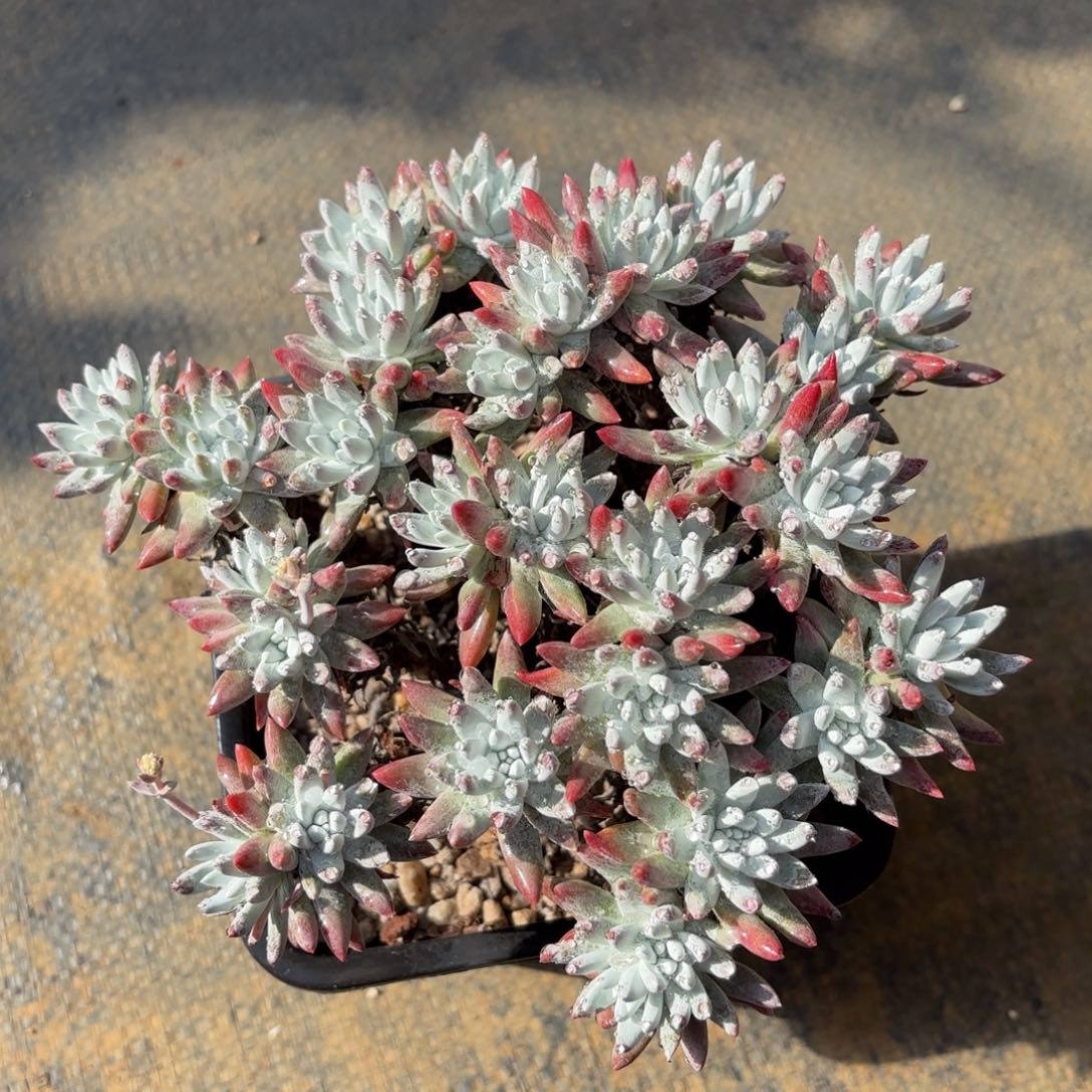 白菊杂，仙女杯多肉