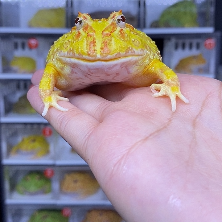 特价秒杀一切顺利